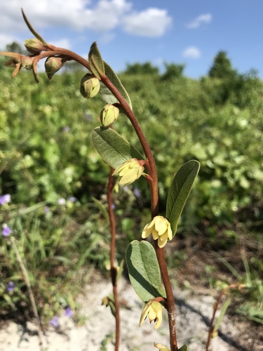 Deeringothamnus rugelii var. pulchellus