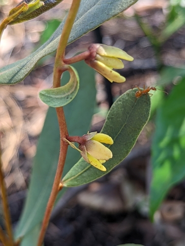 Deeringothamnus rugelii var. pulchellus (Beautiful pawpaw) — photo