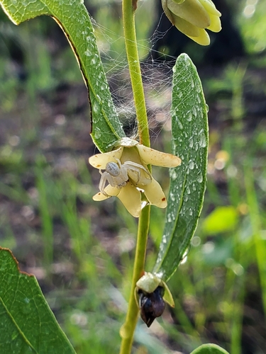 Deeringothamnus rugelii var. pulchellus (Beautiful pawpaw) — photo