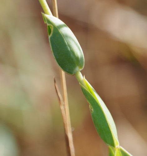 Deianira nervosa