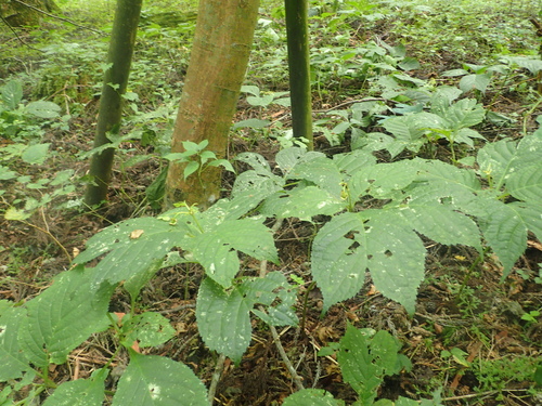Deinanthe bifida — photo