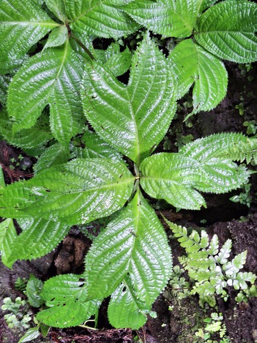 Deinanthe bifida