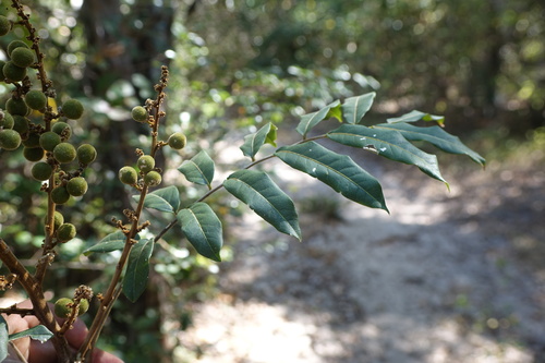 Deinbollia borbonica (Soap berry) — photo