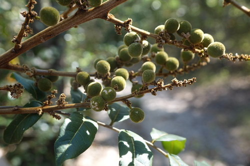 Deinbollia borbonica