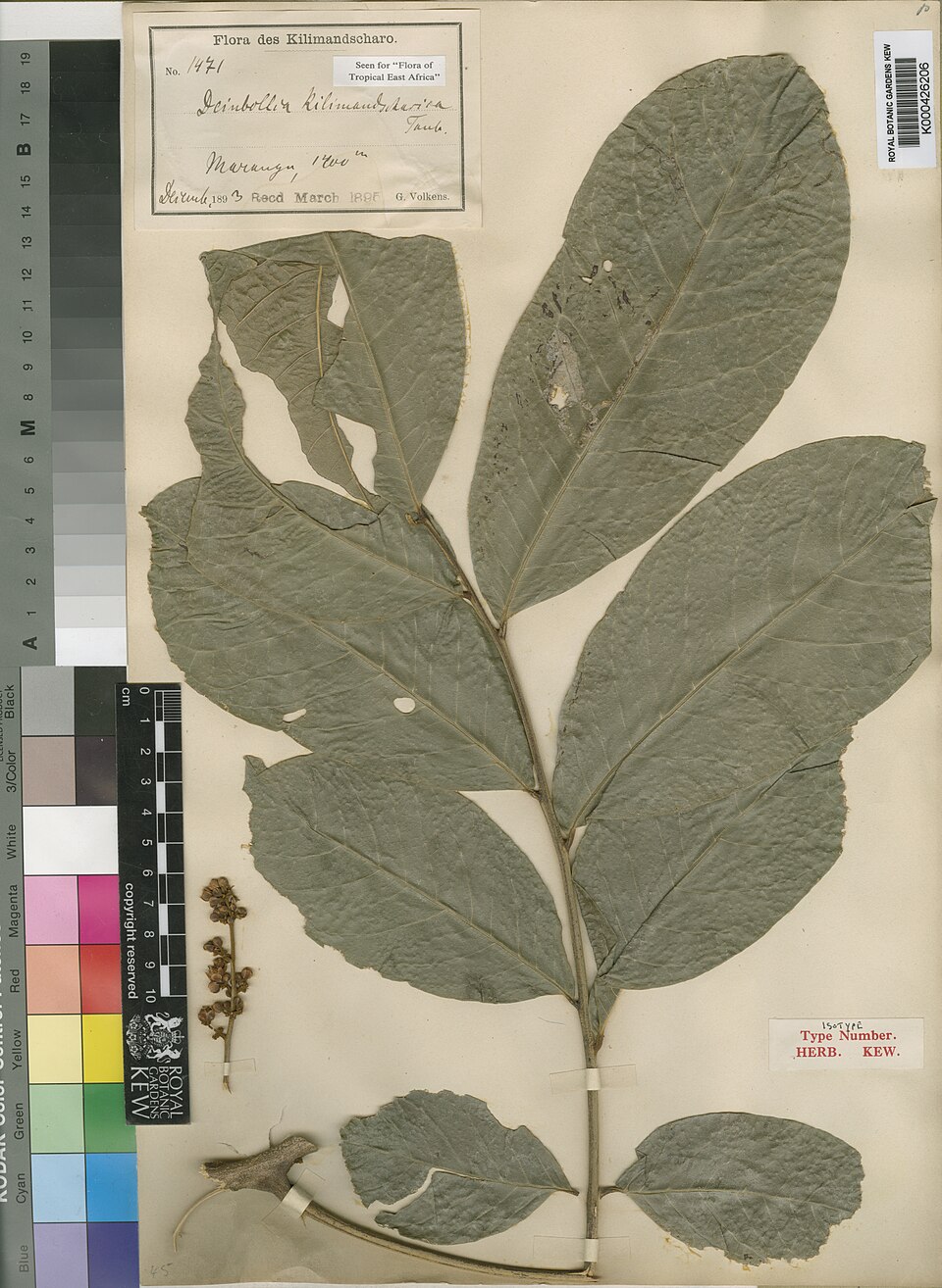 Deinbollia kilimandscharica — photo