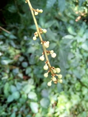 Deinbollia kilimandscharica