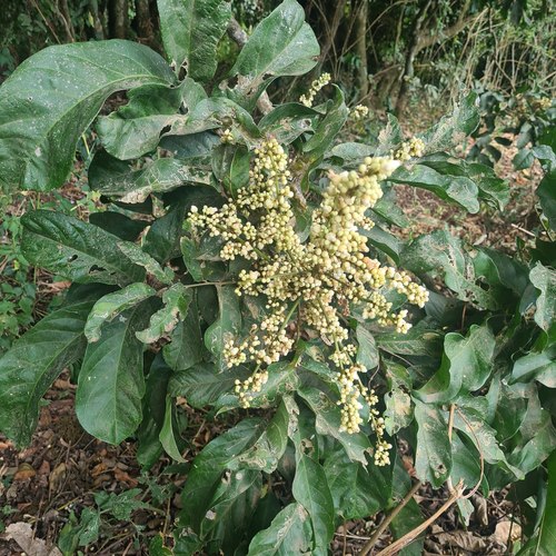 Deinbollia kilimandscharica — photo