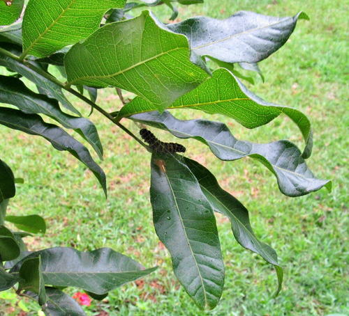 Deinbollia oblongifolia (Soap berry) — photo