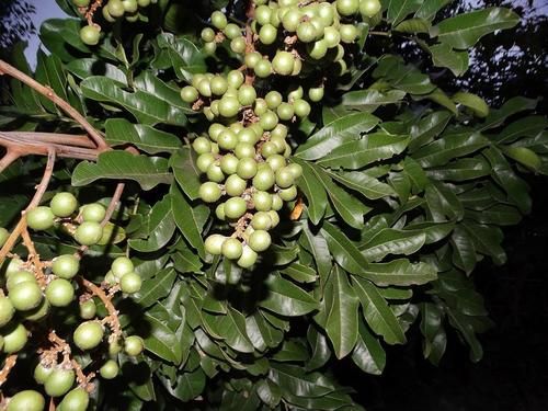 Deinbollia oblongifolia