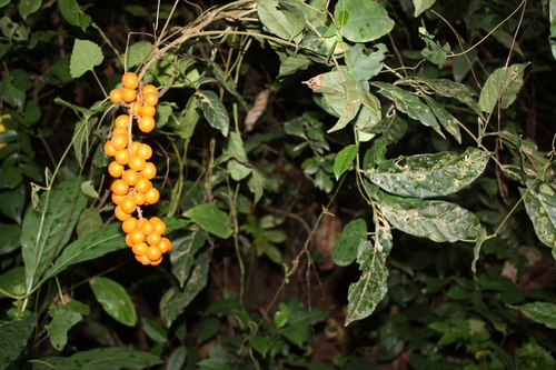 Deinbollia pinnata — photo