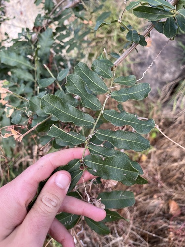 Deinbollia xanthocarpa (Transvaal soap-berry) — photo