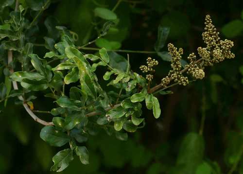 Deinbollia xanthocarpa