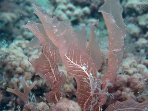Delesseria sanguinea — photo