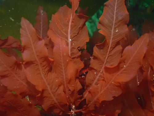 Delesseria sanguinea