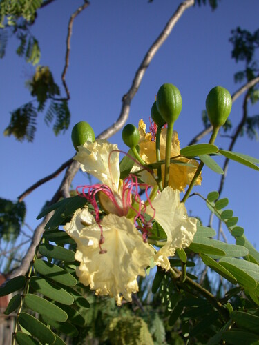 Delonix decaryi (Fengoky) — photo