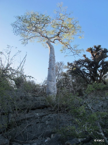 Delonix decaryi