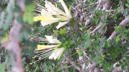 Delonix edulis — photo