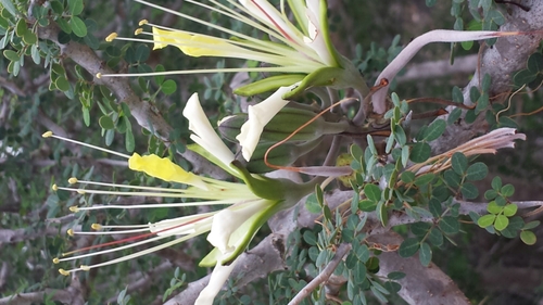Delonix edulis — photo