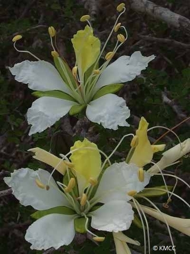 Delonix edulis