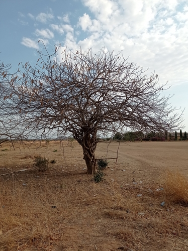 Delonix elata (White gold mohur) — photo