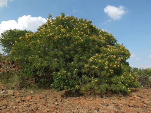 Delonix elata (White gold mohur) — photo