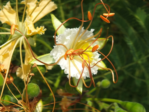Delonix elata