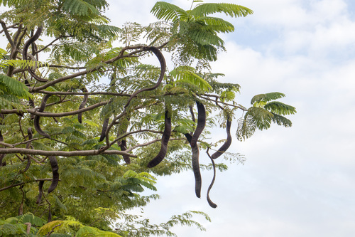 Delonix regia (Royal Poinciana) — photo