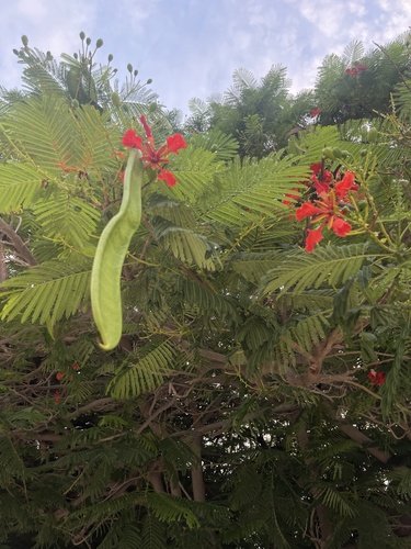 Delonix regia (Royal Poinciana) — photo