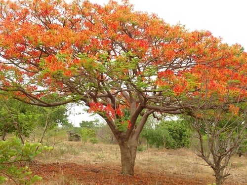 Delonix regia