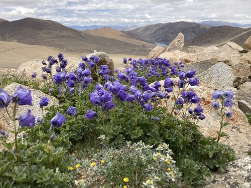 Delphinium brunonianum (Musk larkspur) — photo