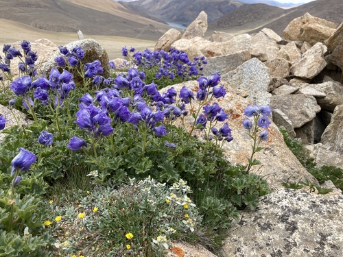 Delphinium brunonianum (Musk larkspur) — photo