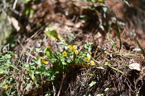 Dendranthema indicum