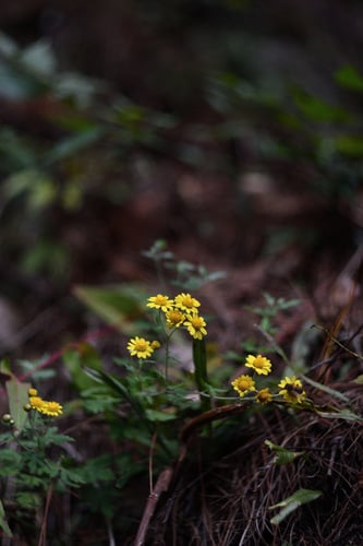 Dendranthema indicum (Nanking chrysanthemum shoot) — photo