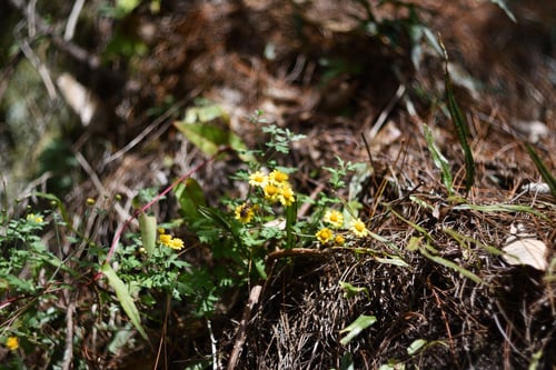 Dendranthema indicum (Nanking chrysanthemum shoot) — photo