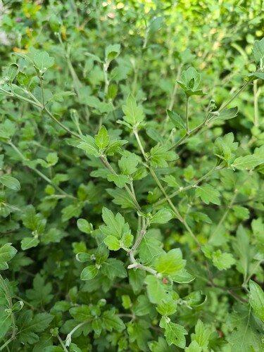 Dendranthema morifolium (Florist's daisy) — photo