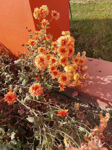Dendranthema morifolium (Florist's daisy) — photo