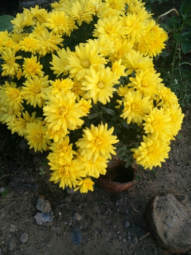 Dendranthema x grandiflorum (Chrysanthemum) — photo