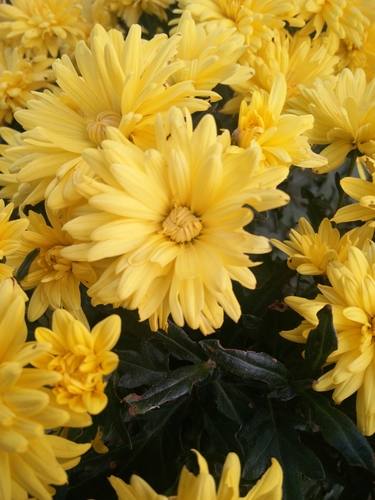 Dendranthema x grandiflorum (Chrysanthemum) — photo