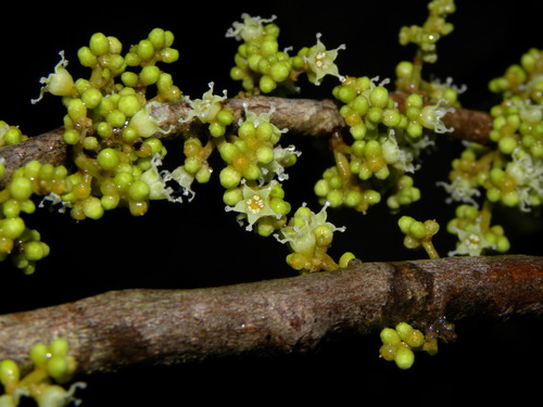 Dendrobangia boliviana (Bolivia dendrobangia) — photo