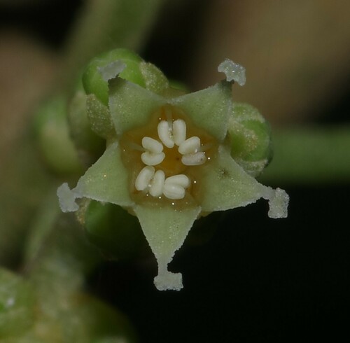 Dendrobangia boliviana (Bolivia dendrobangia) — photo