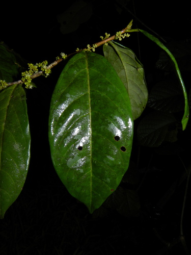 Dendrobangia boliviana