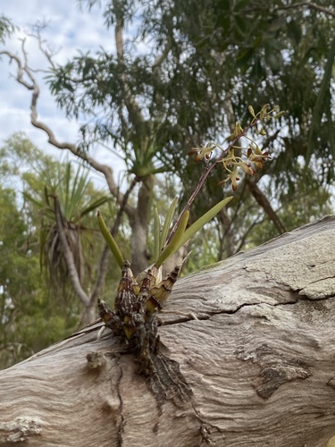 Dendrobium canaliculatum (Tree orchid) — photo