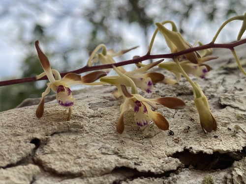 Dendrobium canaliculatum (Tree orchid) — photo