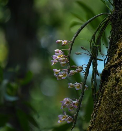 Dendrobium crepidatum — photo
