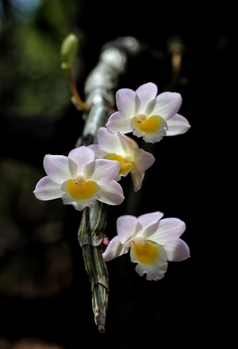 Dendrobium crepidatum