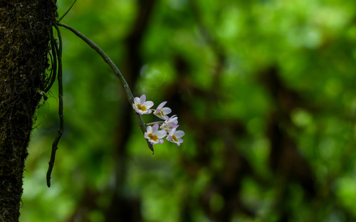Dendrobium crepidatum — photo