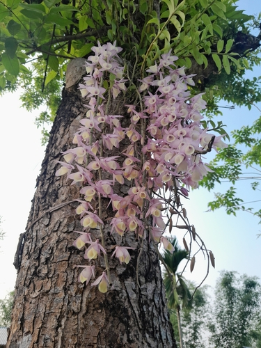 Dendrobium cucullatum — photo