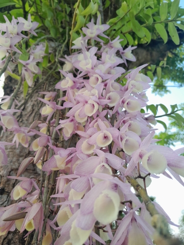 Dendrobium cucullatum — photo