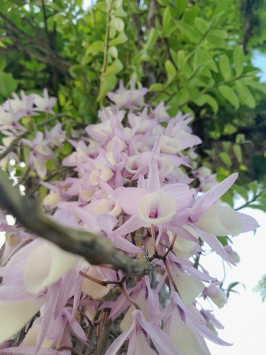 Dendrobium cucullatum
