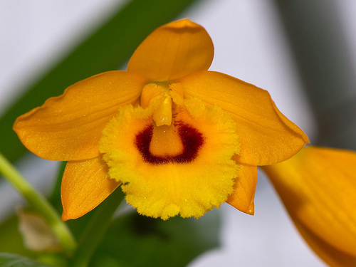 Dendrobium denneanum